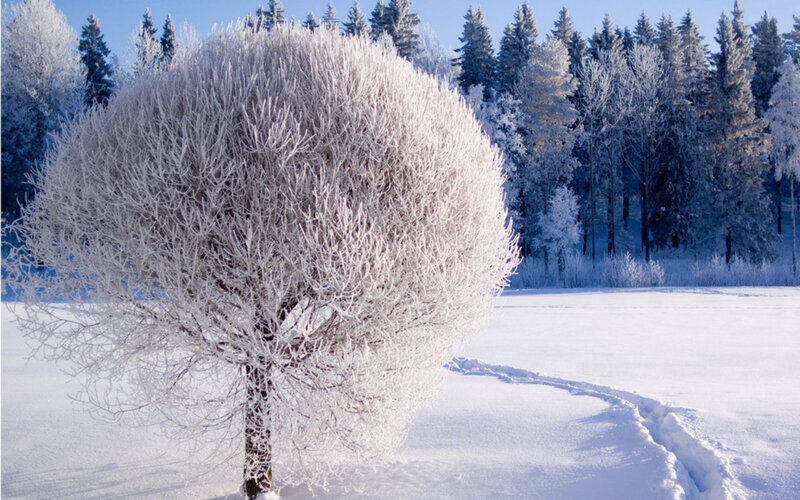 Frost-covered Tree — White, Serene, Winter, Photograph, Snow, Forest, Sky