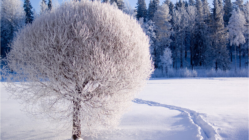 Frost-covered Tree — White, Serene, Winter, Photograph, Snow, Forest