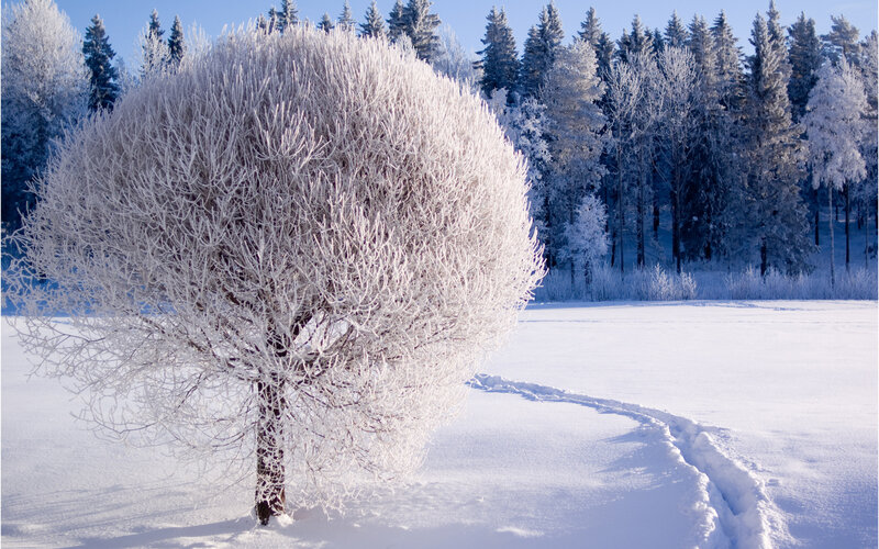 Frost-covered Tree — White, Serene, Winter, Photograph, Snow, Forest, Tracks