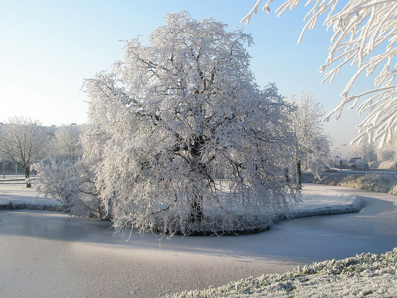 Frost-covered Tree — White, Serene, Winter, Photograph, Snow, Frozen Pond