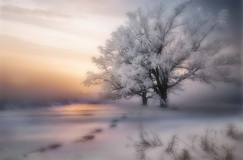Frost-covered Tree — White, Serene, Winter, Photograph, Snow, Mist