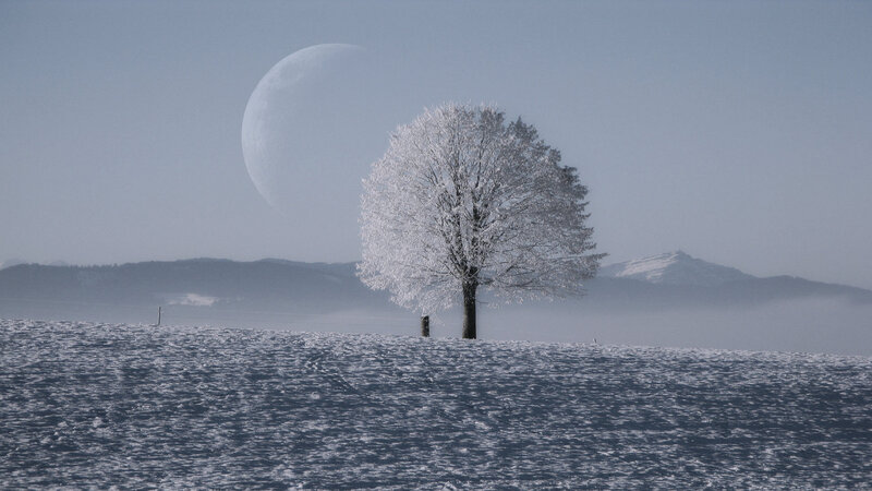 Frost-covered Tree — White, Serene, Winter, Photograph, Snow, Moon