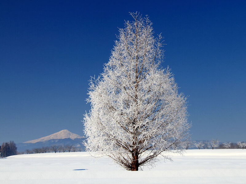Frost-covered Tree — White, Serene, Winter, Photograph, Snow, Mountain