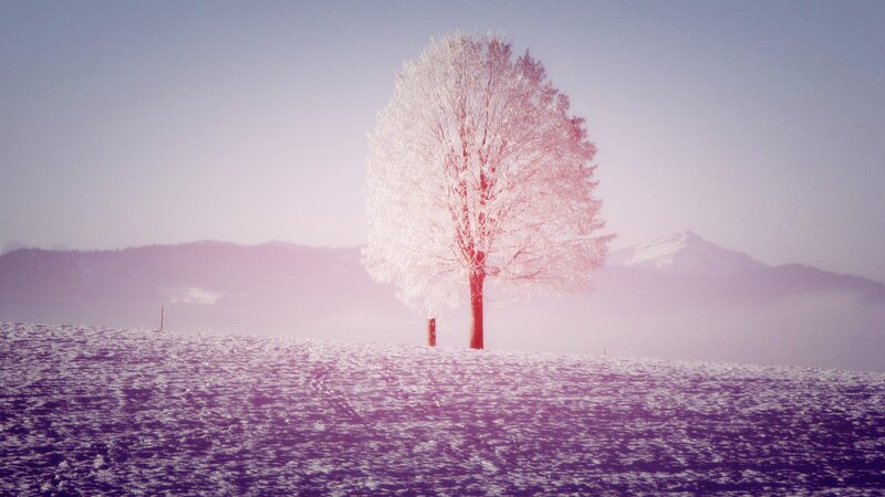 Frost-covered Tree — White, Serene, Winter, Photograph, Snow, Mountains