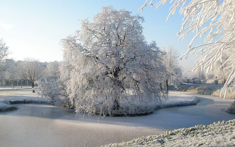 Frost-covered Tree — White, Serene, Winter, Photograph, Snow, Pond