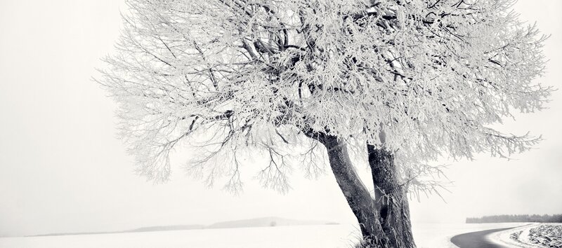 Frost-covered Tree — White, Serene, Winter, Photograph, Snow, Road, Sky