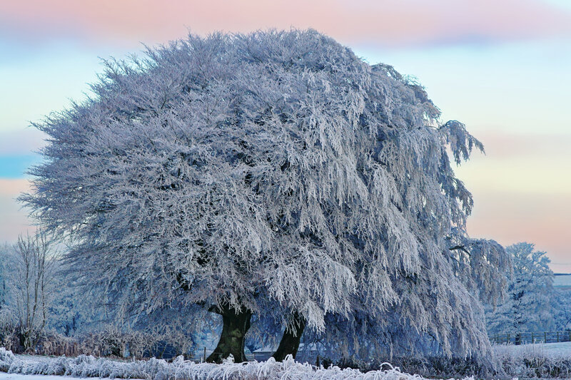 Frost-covered Tree — White, Serene, Winter, Photograph, Snow, Sky, Field
