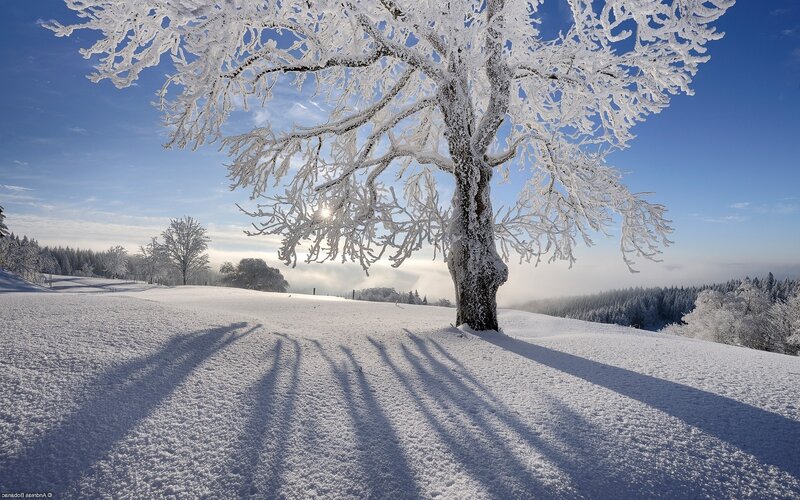 Frost-covered Tree — White, Serene, Winter, Photograph, Snow, Sky, Forest, Blue