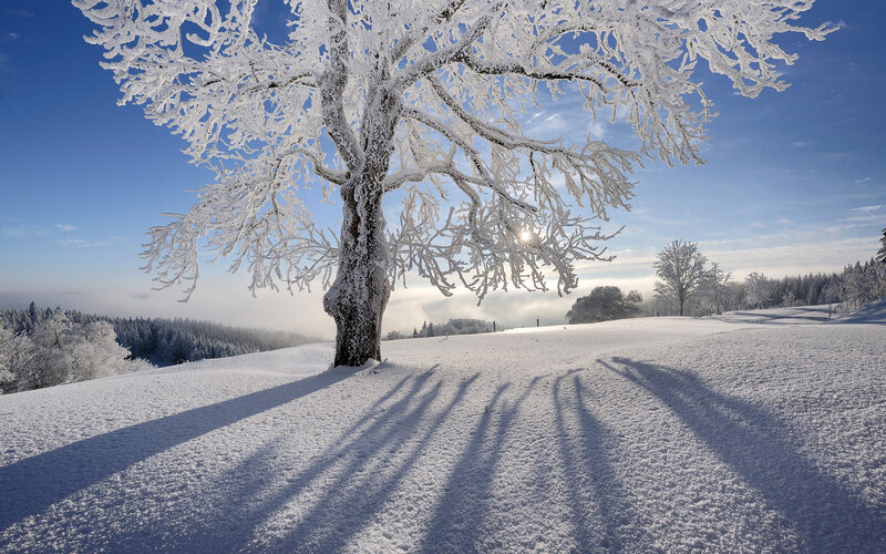 Frost-covered Tree — White, Serene, Winter, Photograph, Snow, Sky, Forest
