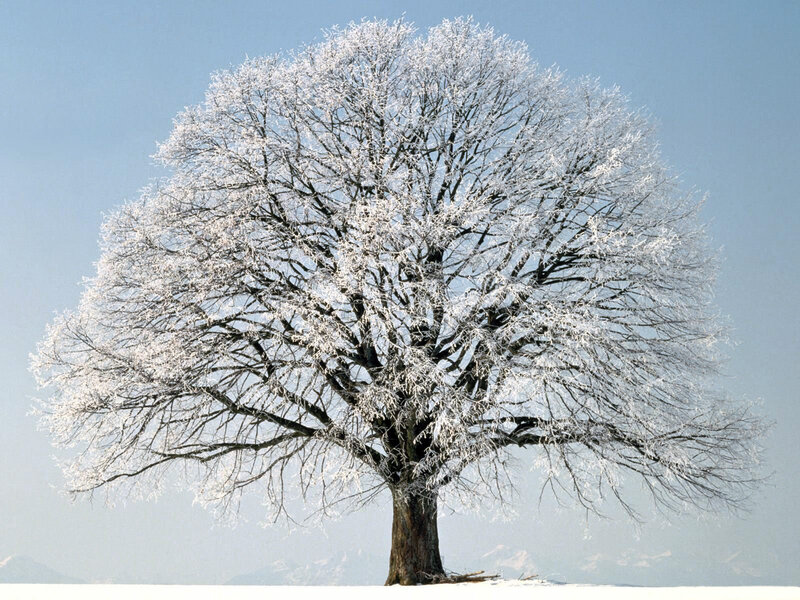 Frost-covered Tree — White, Serene, Winter, Photograph, Snow, Sky, Mountains