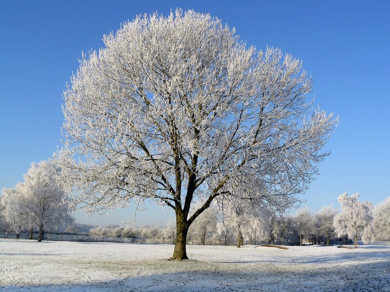 Frost-covered Tree — White, Serene, Winter, Photograph, Snow, Sky, Trees