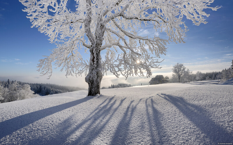 Frost-covered Tree — White, Serene, Winter, Photograph, Snow, Sun, Forest