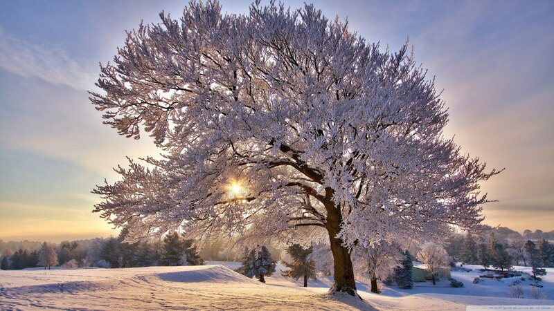 Frost-covered Tree — White, Serene, Winter, Photograph, Snow, Sun, Sky