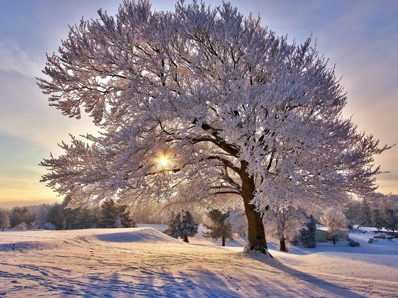 Frost-covered Tree — White, Serene, Winter, Photograph, Snow, Sun