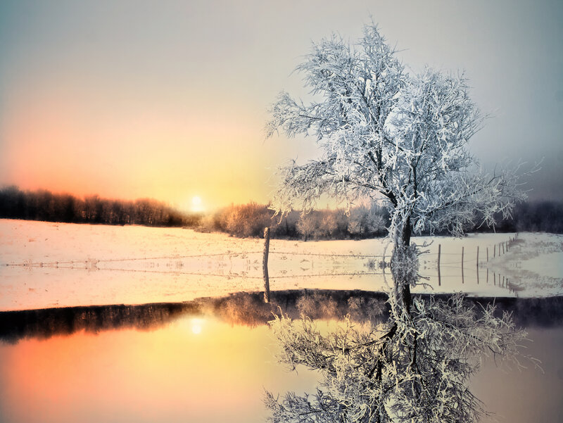 Frost-covered Tree — White, Serene, Winter, Photograph, Snow, Sunrise