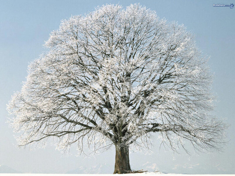 Frost-covered Tree — White, Serene, Winter, Photograph, Snow