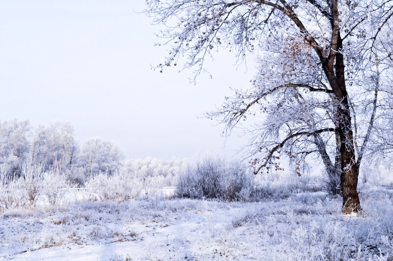 Frost-covered Tree — White, Serene, Winter, Photograph, Snow, Trees