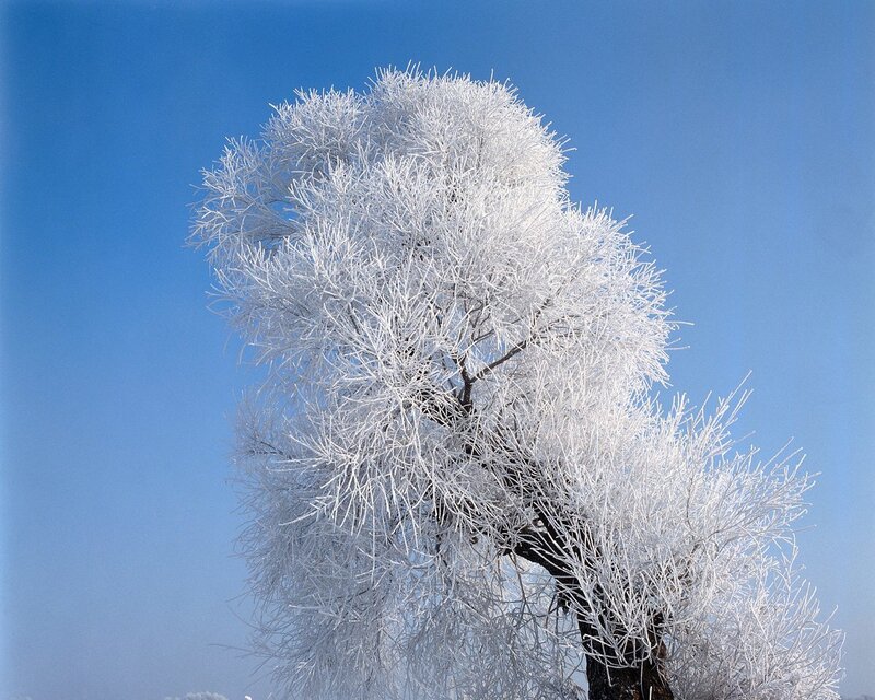 Frost-covered Tree — White, Serene, Winter, Photograph