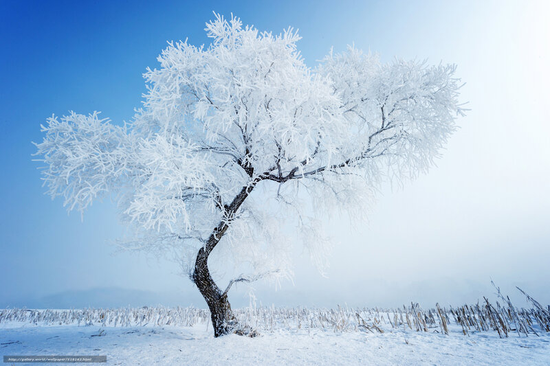 Frost-covered Tree — Winter