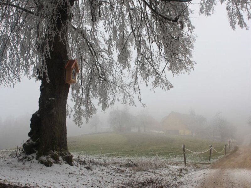 Frost-covered Tree with Birdhouse