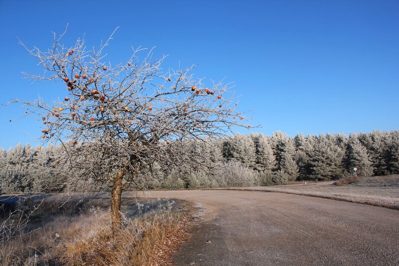 Frost-covered Tree with Fruit