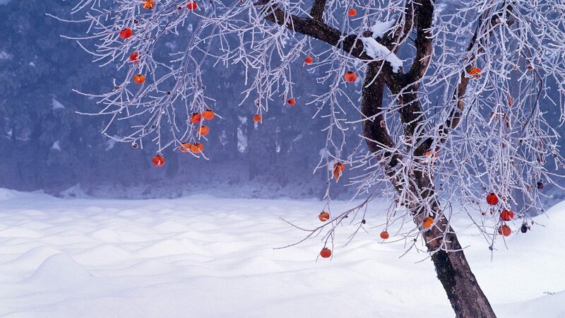 Frost-covered Tree with Persimmons