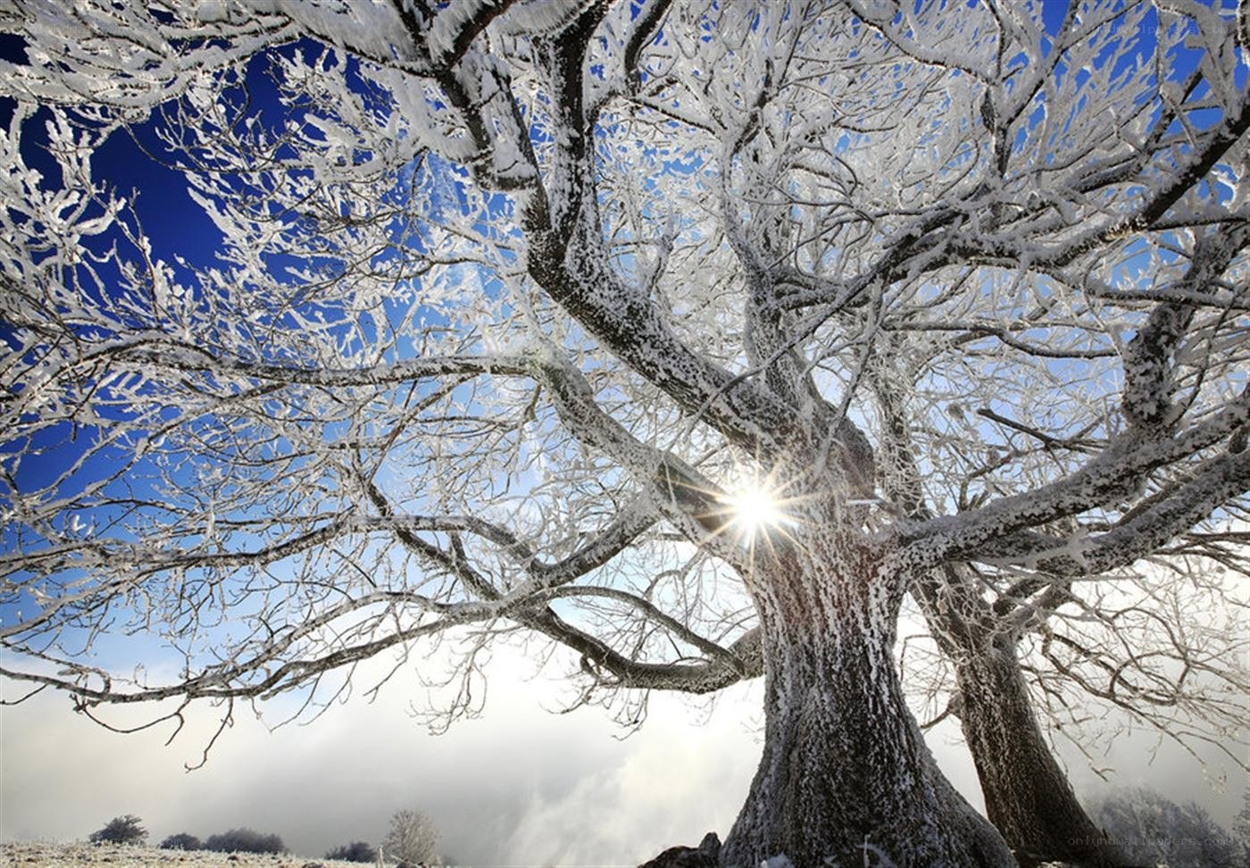 frost-covered tree with sunburst