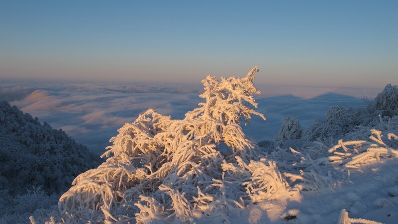 Frost-covered trees above clouds