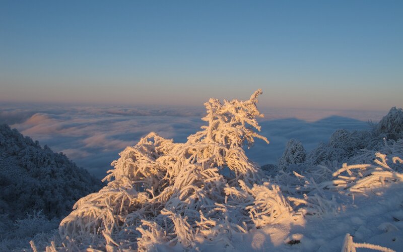 Frost-covered trees above clouds