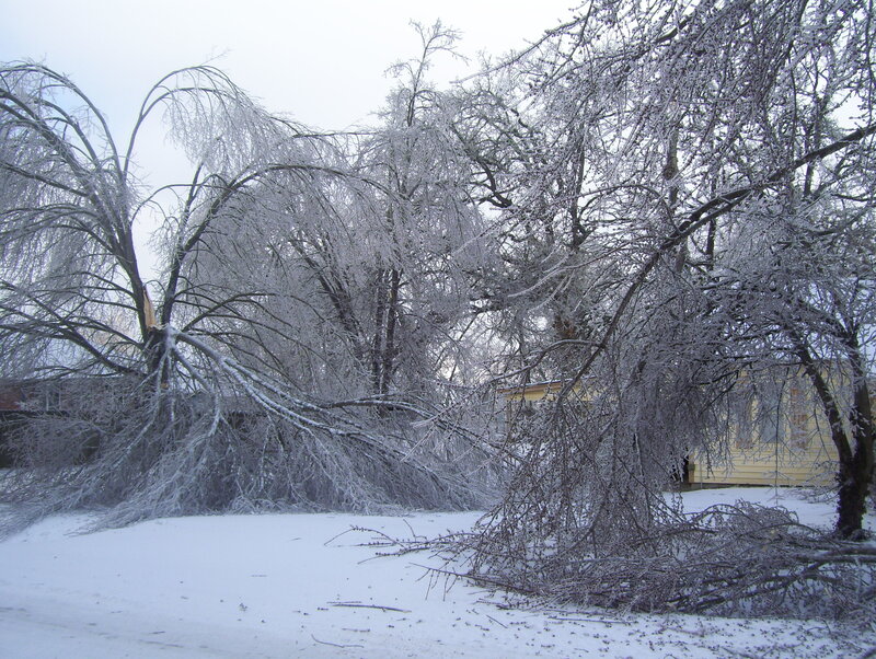 Frost-covered trees after storm