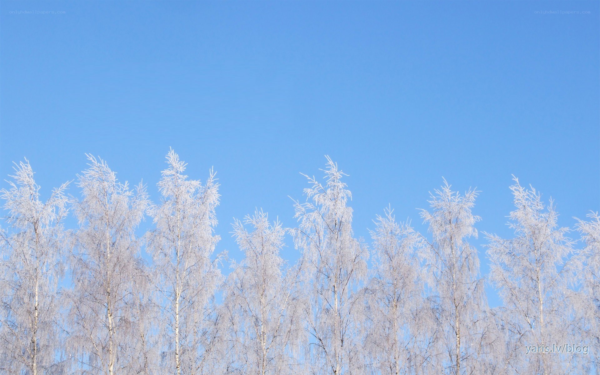 frost-covered trees against blue sky