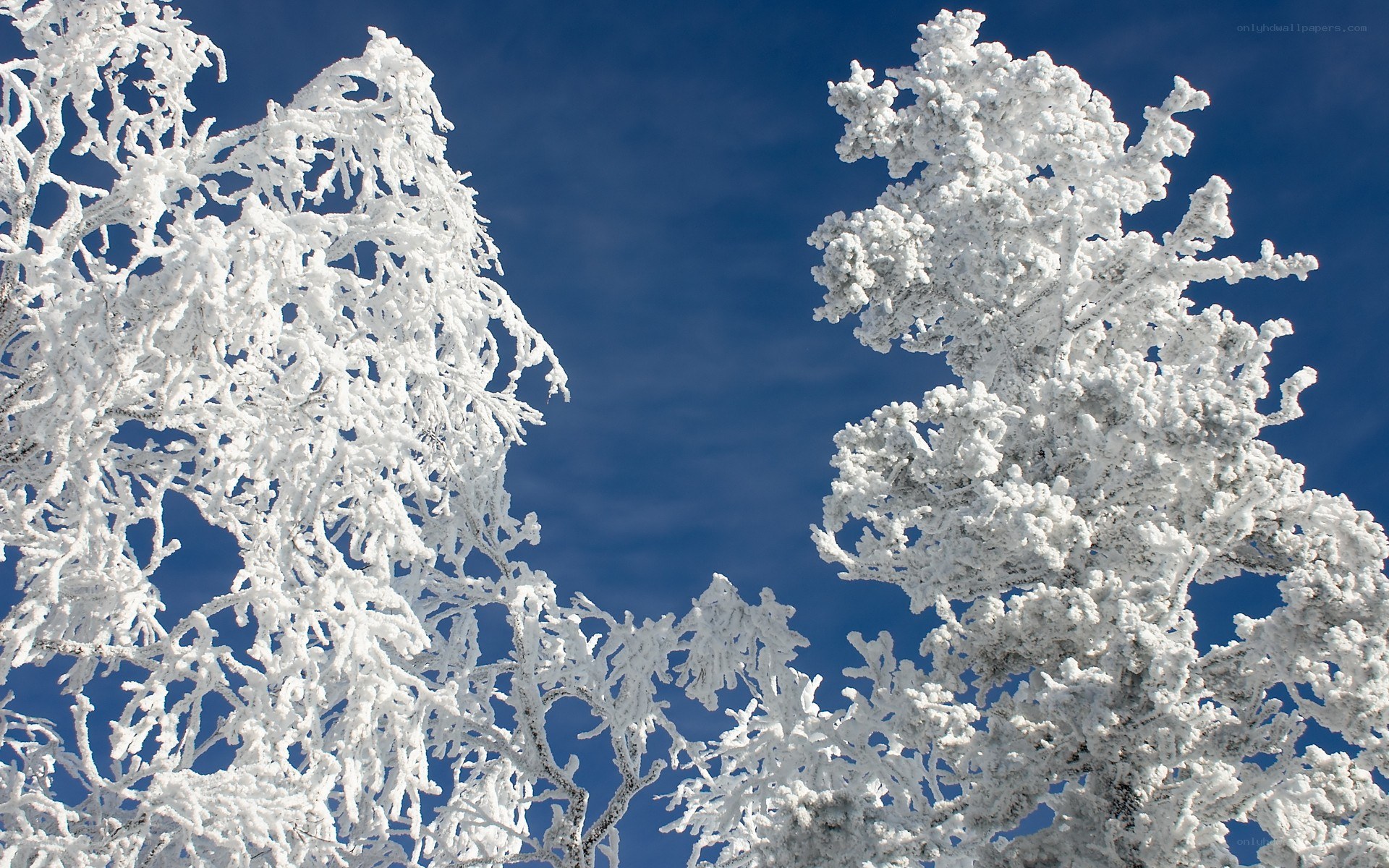 Frost-covered trees against blue sky