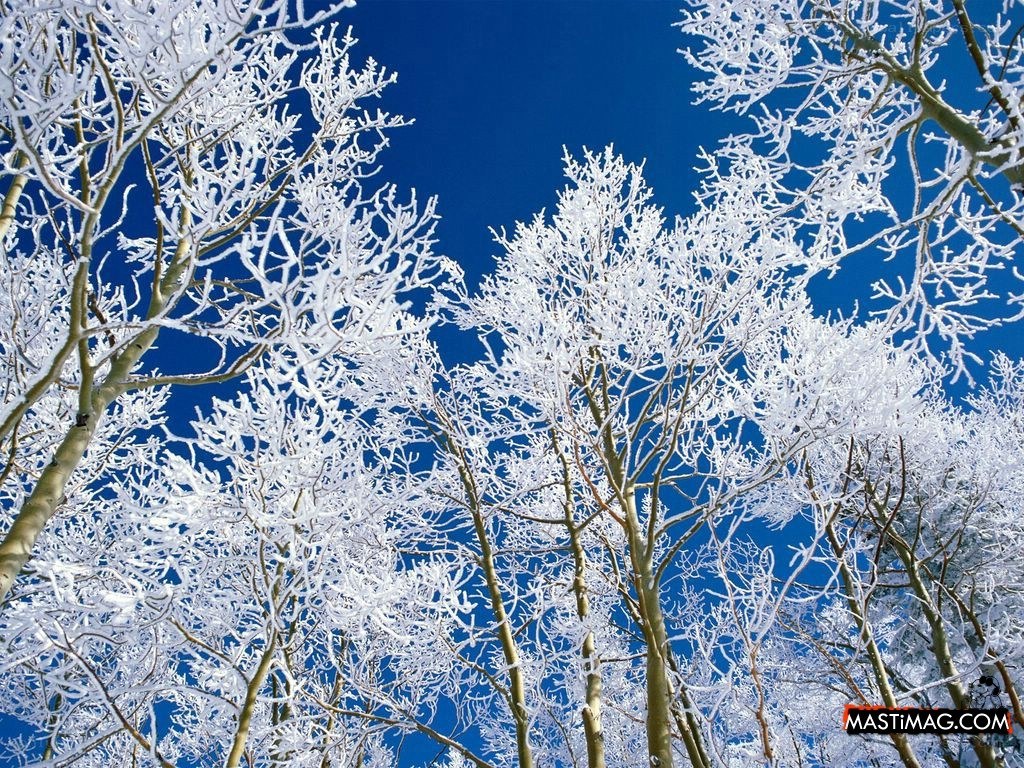 frost-covered trees against blue sky