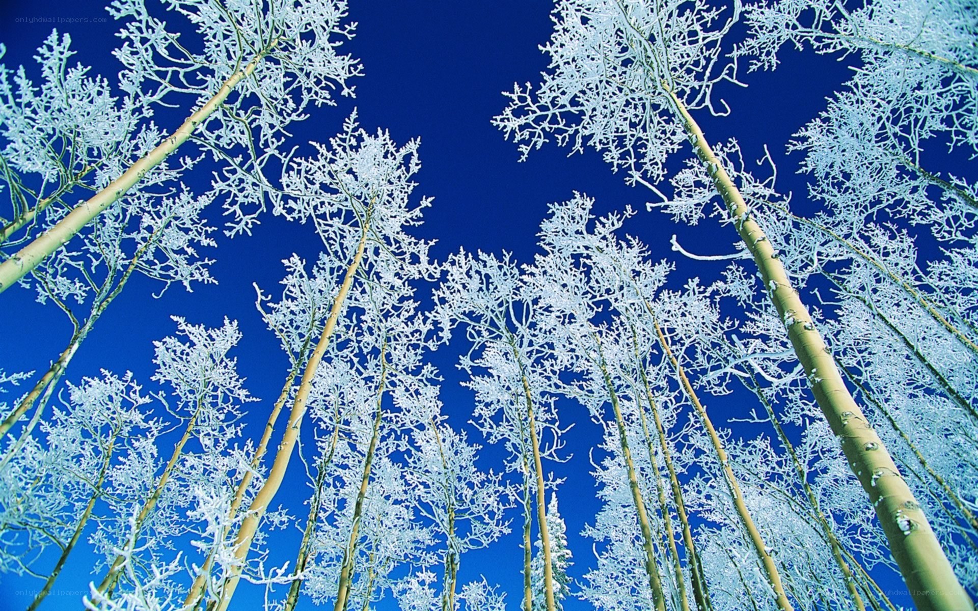 Frost-covered trees against blue sky