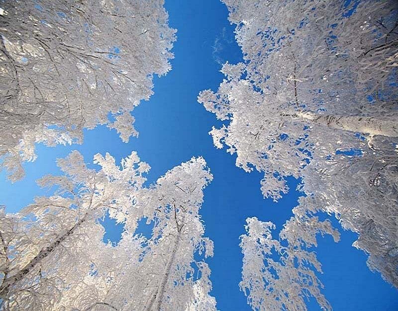 frost-covered trees against blue sky