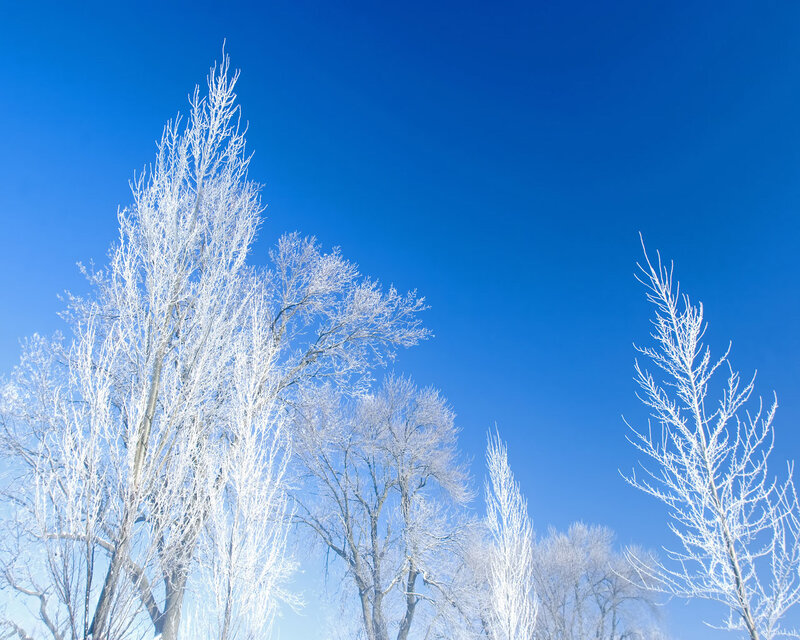 Frost-covered trees against blue sky