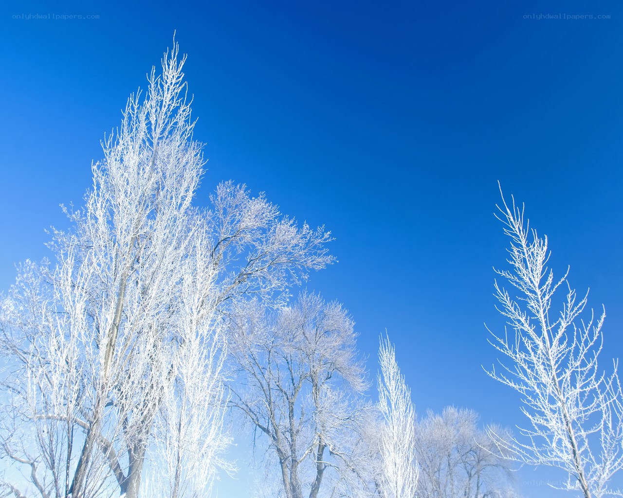 Frost-covered trees against blue sky