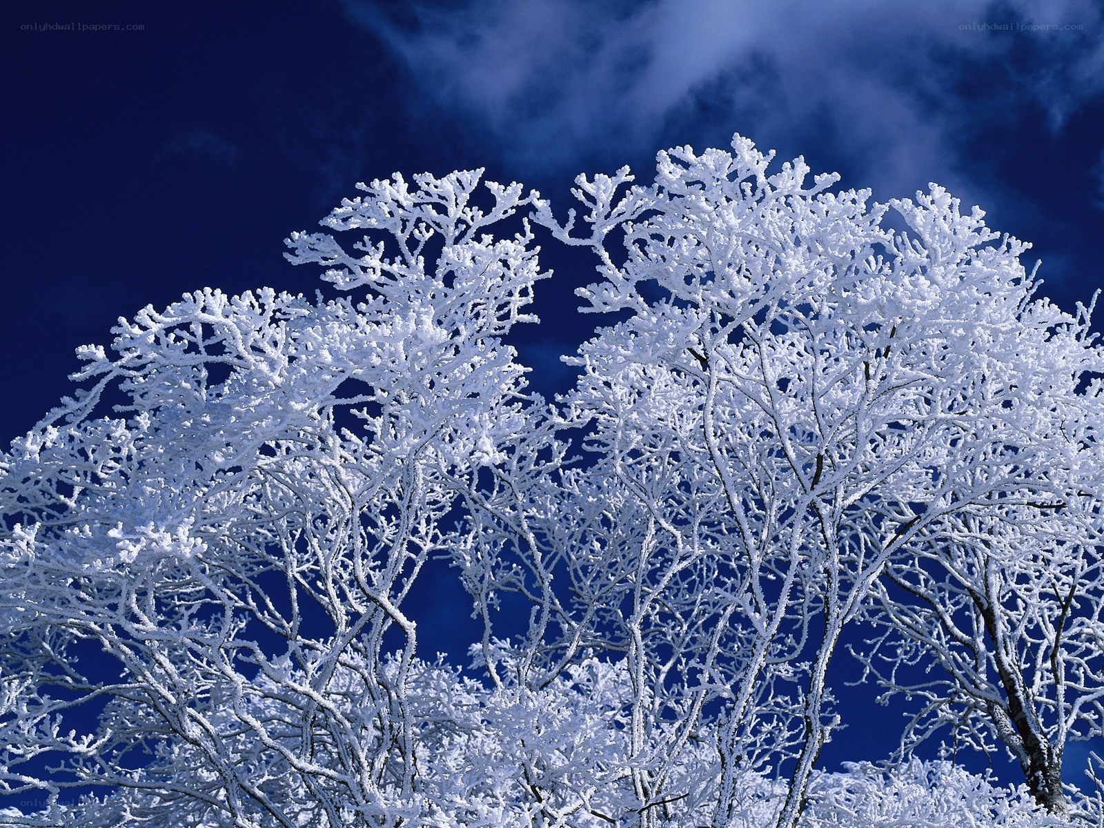 Frost-covered trees against blue sky