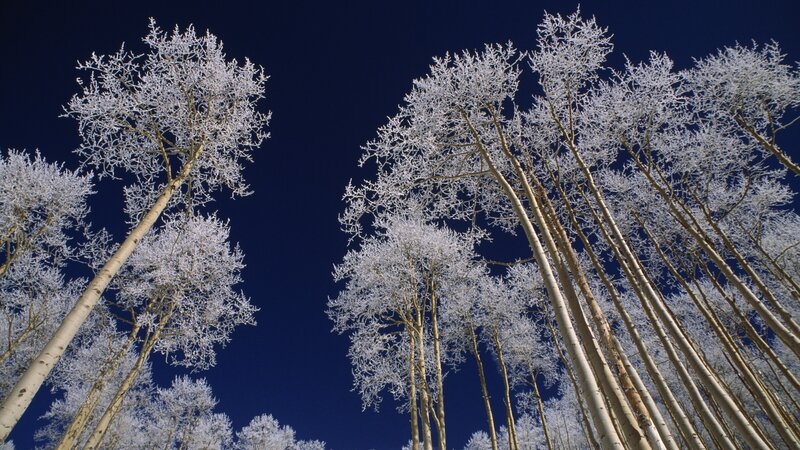 frost-covered trees against blue sky