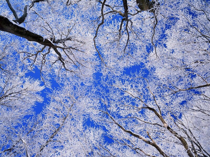 frost-covered trees against blue sky