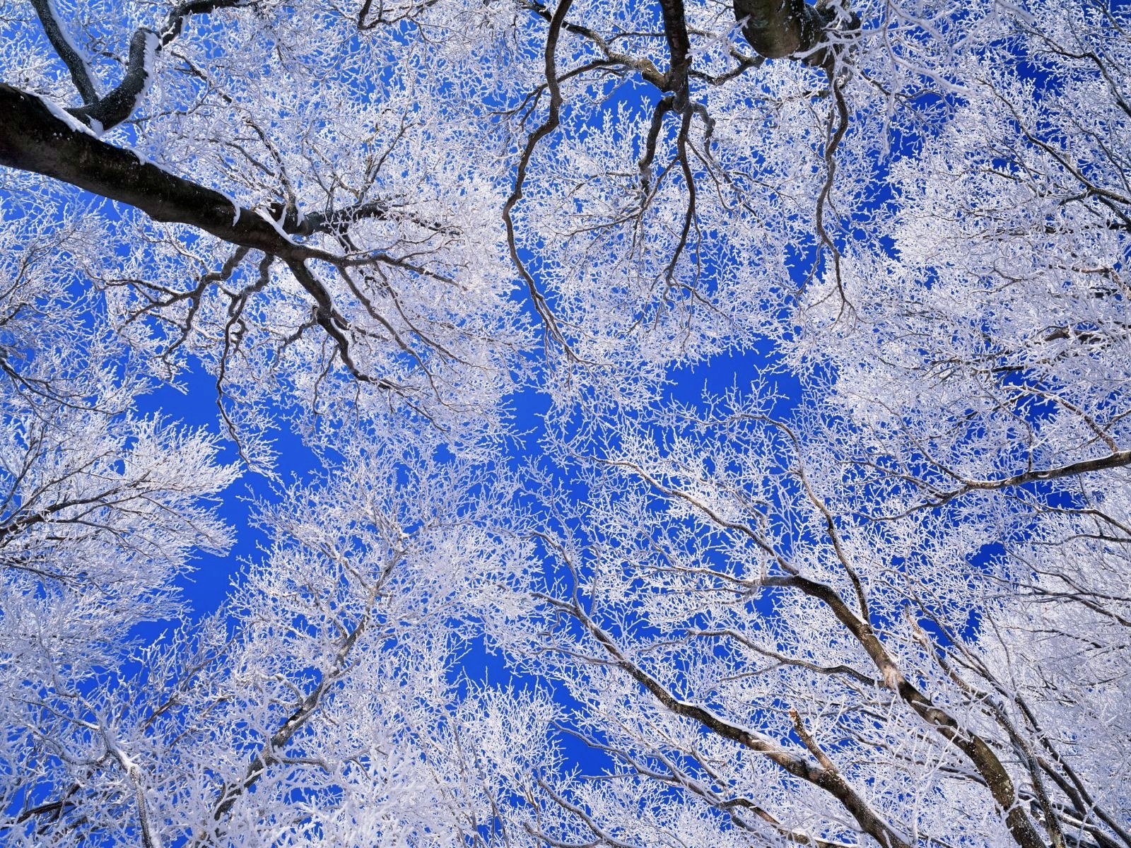frost-covered trees against blue sky