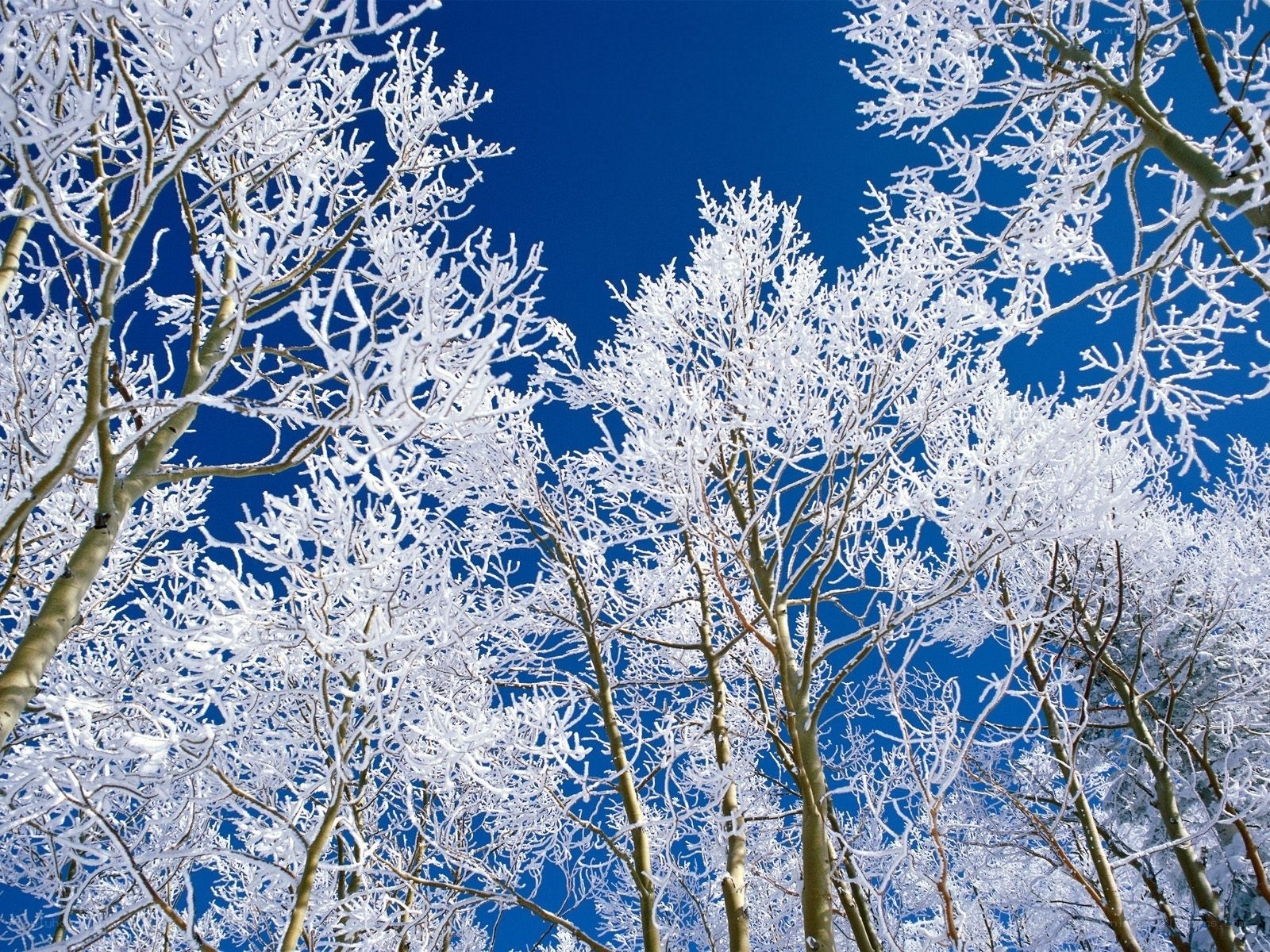 Frost-covered trees against blue sky