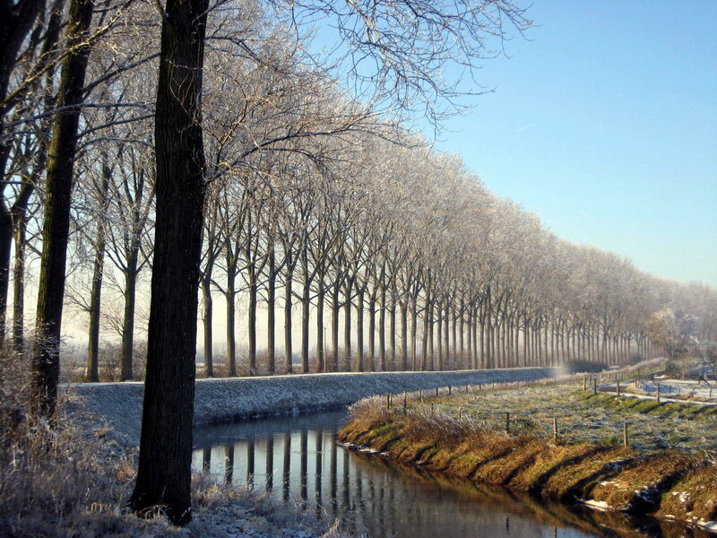 Frost-covered Trees Along Canal
