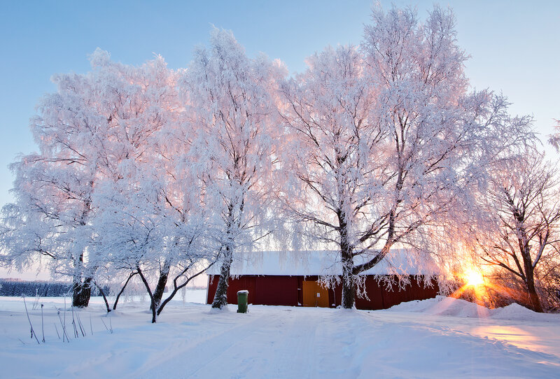Frost-covered Trees and Barn