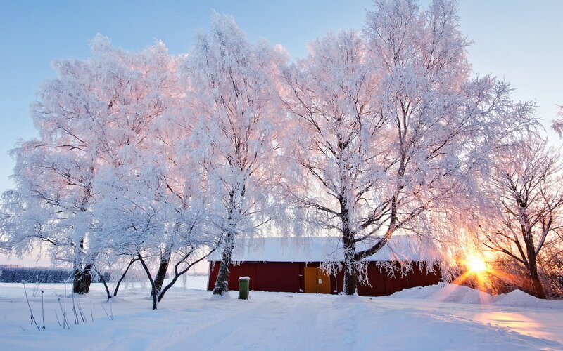 Frost-covered Trees and Barn — White, Serene, Winter