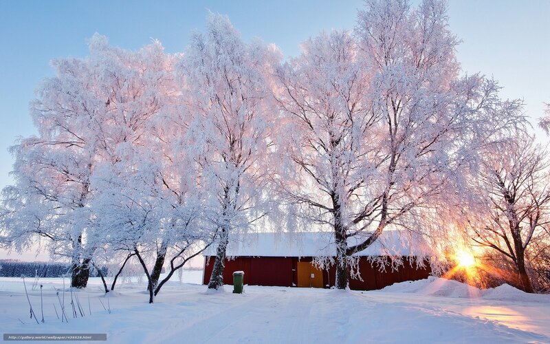 Frost-covered Trees and Barn — White