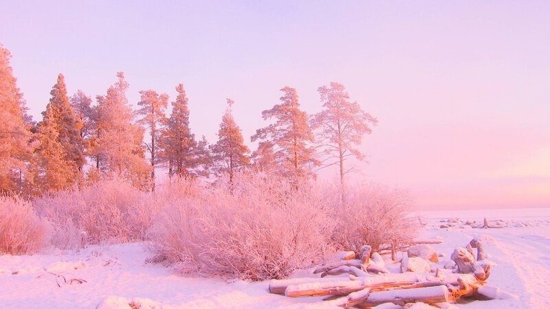 Frost-covered Trees and Bushes — Pink