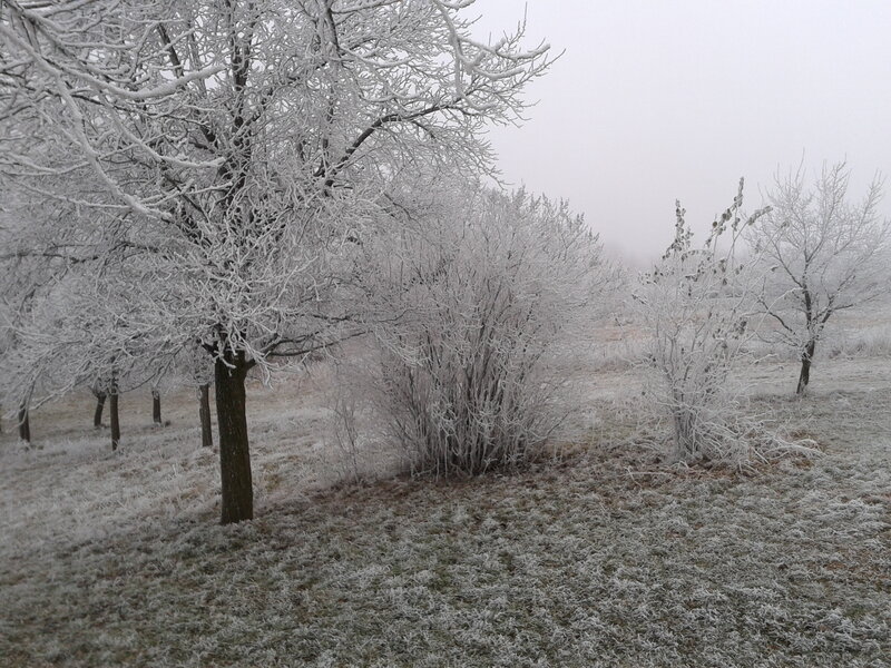 Frost-covered Trees and Bushes — White