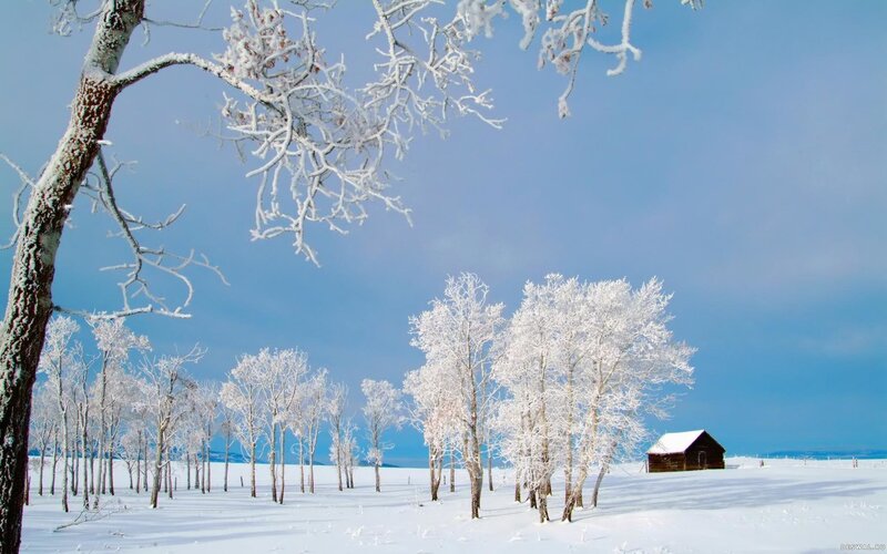 Frost-covered Trees and Cabin