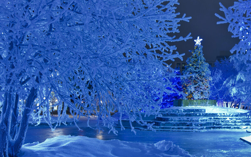 Frost-covered Trees and Christmas Tree